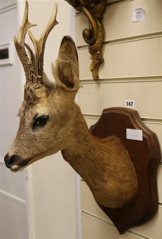 A taxidermy deer